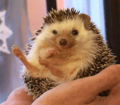 害羞的时候,就把自己团成一个钢丝球~小刺猬真的超级可爱的呀!