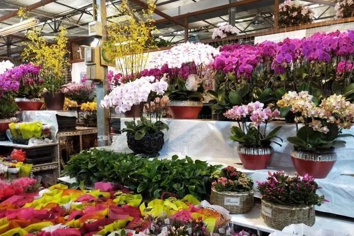 朝来春花卉市场 位于来广营,温室约16000平米面积 主营鲜花,绿植