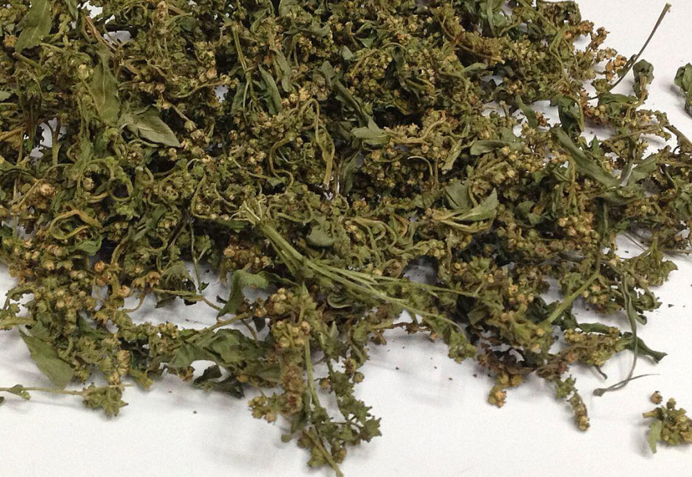 田里一种野草,号称"神仙草",用它泡水喝可解酒醒酒,退