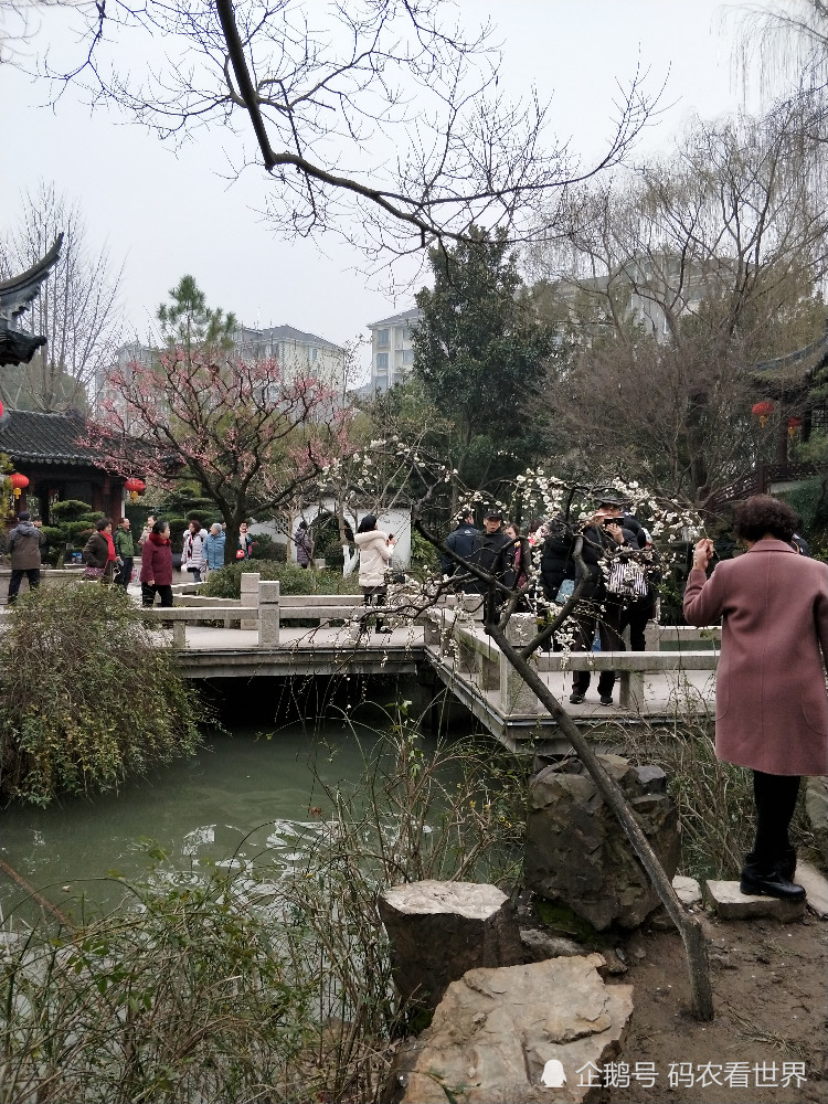 上海的花开了,闵行莘庄公园赏花去