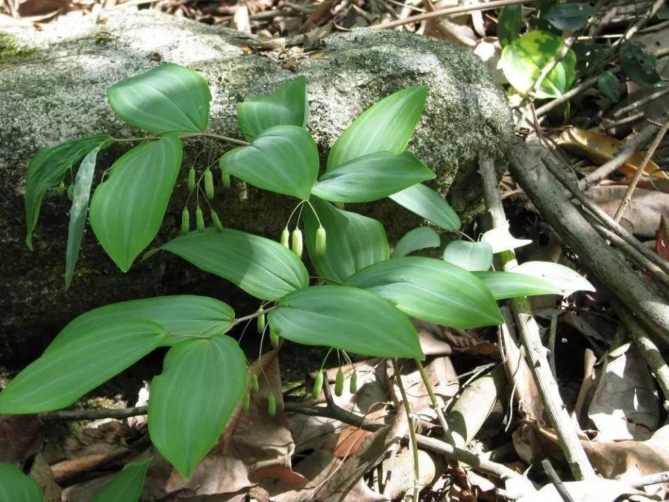 黄精根状茎形状有如山芋,山区老百姓常把它当作蔬菜食用.