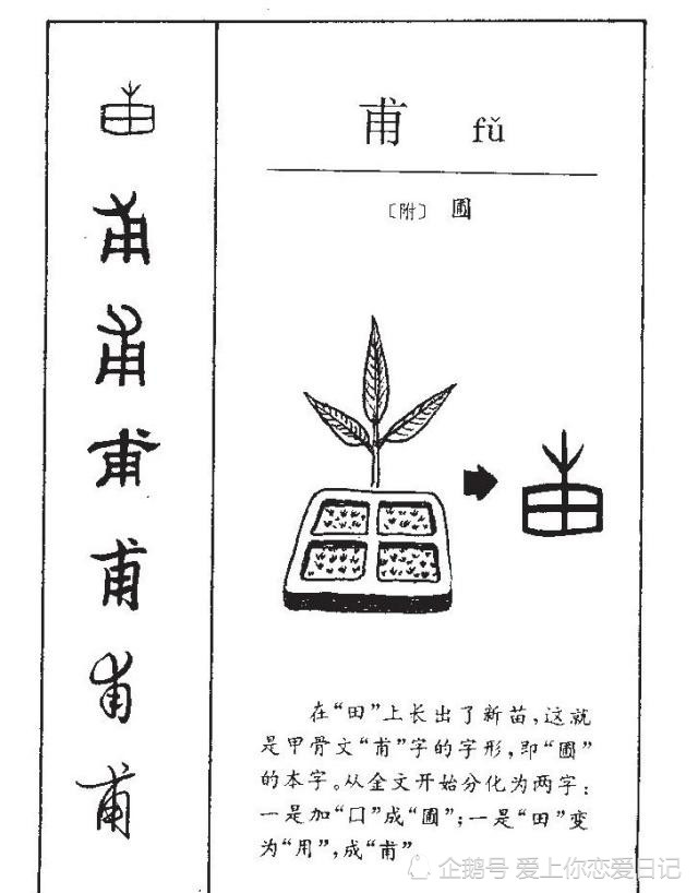 有趣的甲骨文字甫,栩栩如生的禾苗从田地里生长出来的