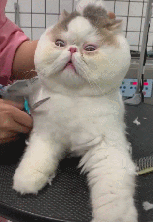 主人抓起猫咪的耳朵,小猫眼神扑朔迷离,剃毛都变表情帝!