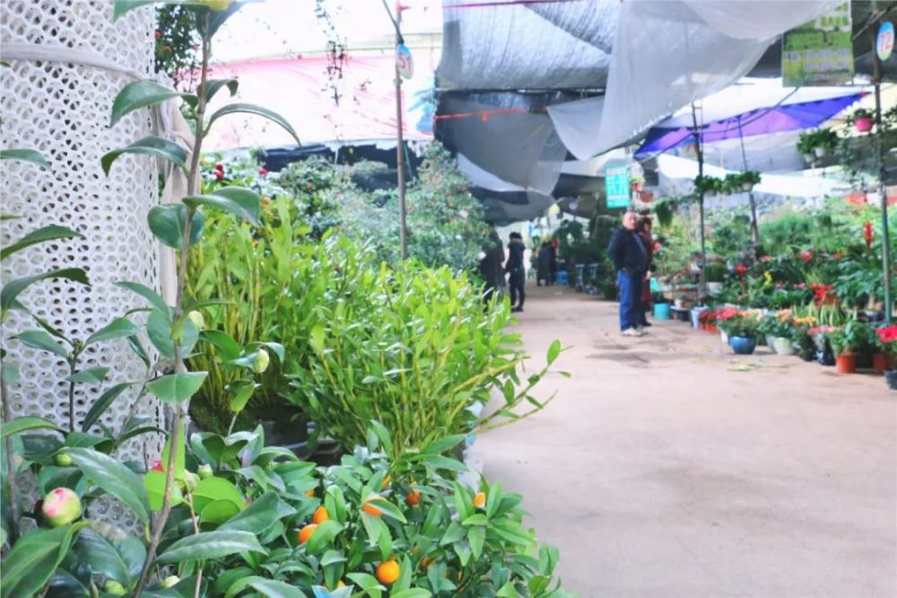 羊大山花卉市场