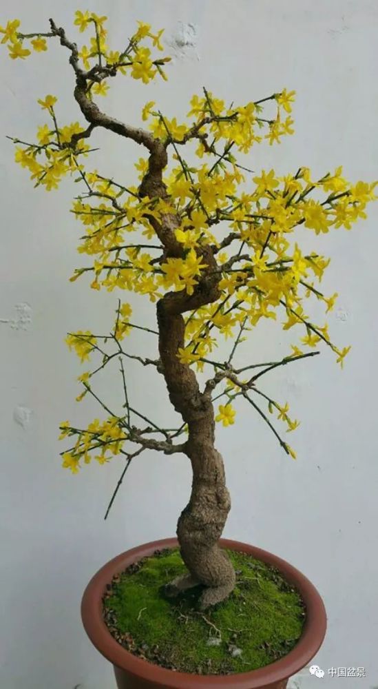 迎春花盆景的升值潜力与制作养护