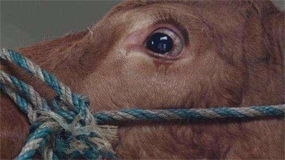 牛要被宰杀的时候,为什么会流泪?看完挺心酸