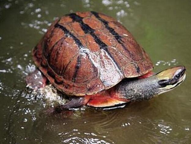10个最名贵的乌龟品种,你养过哪个?