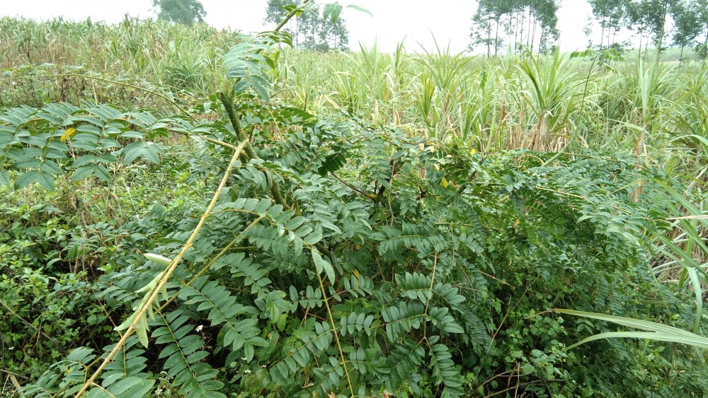 农村带刺的植物农民看到就砍,殊不知它价值珍贵,关键时刻能救人