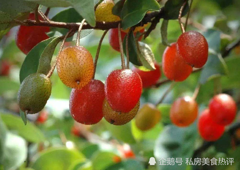 野果子,八月瓜,甘蔗,水果,羊奶