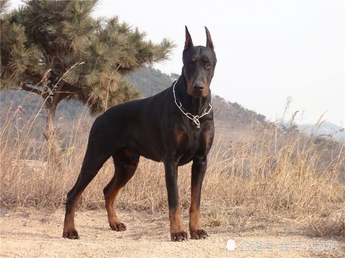 它们的安全,在上个世纪的欧洲,杜宾犬其实是一种猎犬,在外捕猎的时候