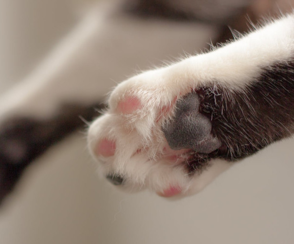 猫咪的爪子有什么特点 有哪些作用呢 日常需要注意什么问题 看点快报