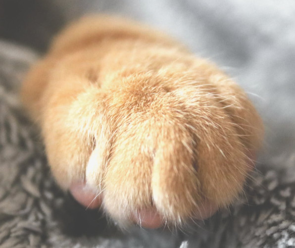 猫咪的爪子有什么特点,有哪些作用呢?日常需要注意什么问题
