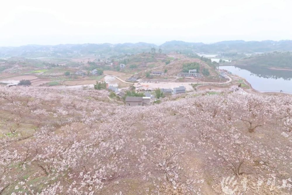 门票,云雾山,璧山,樱花,重庆