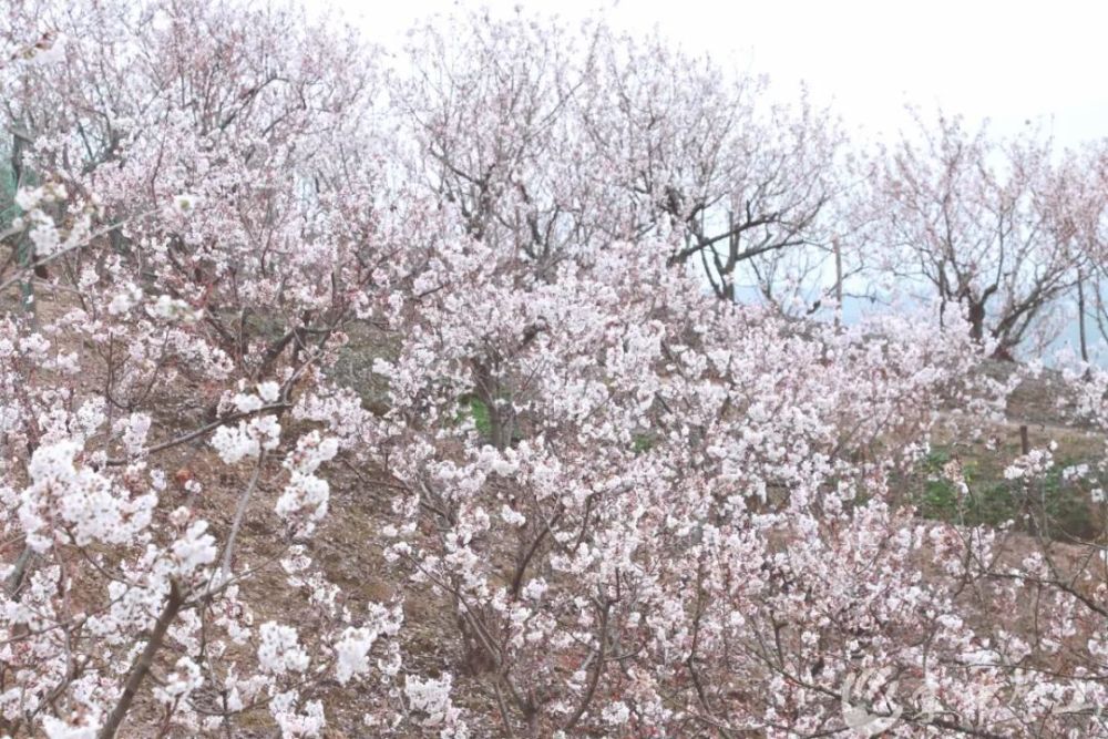 门票,云雾山,璧山,樱花,重庆