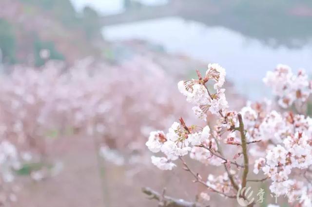 来这里赴一场璧山人的樱花盛宴!