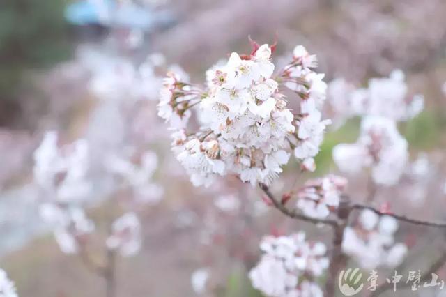 来这里赴一场璧山人的樱花盛宴!