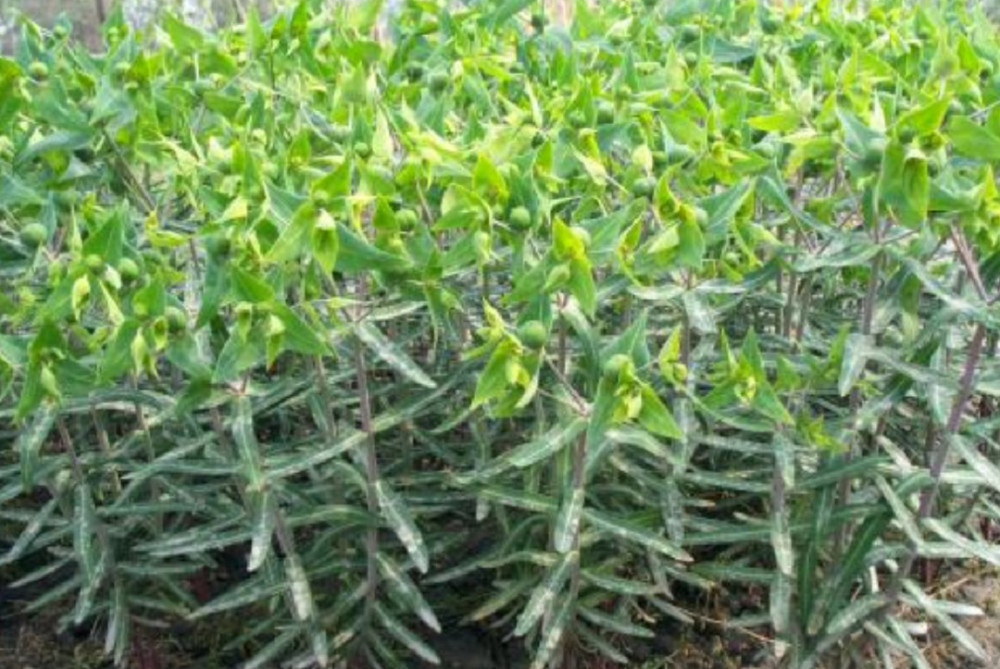 安徽,植物,千金子,续随子,野草