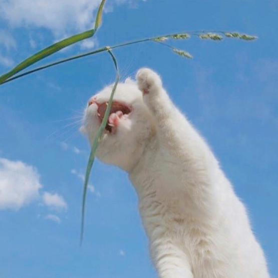 猫咪,头像,ins,女生,可爱