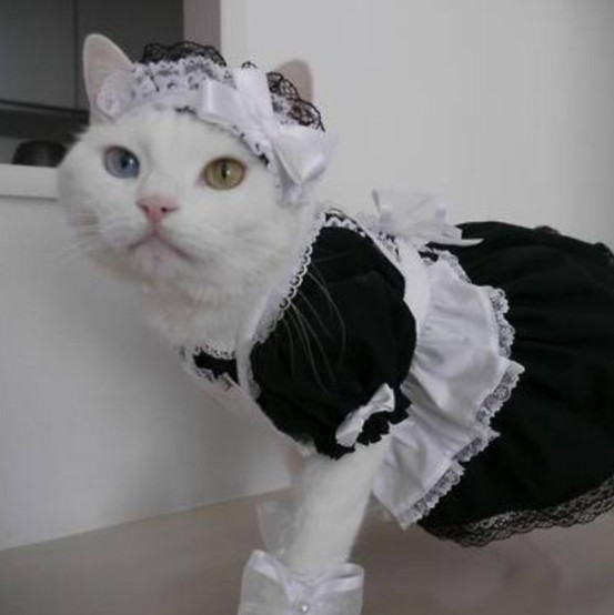 猫咪,头像,ins,女生,可爱