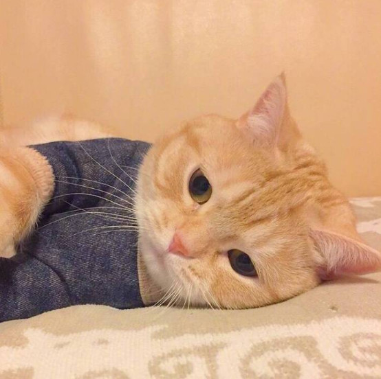 猫咪,头像,ins,女生,可爱
