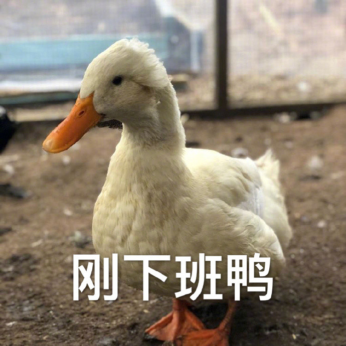 最近超火的"鸭鸭"表情包,00后紧跟潮流,就要可爱鸭!