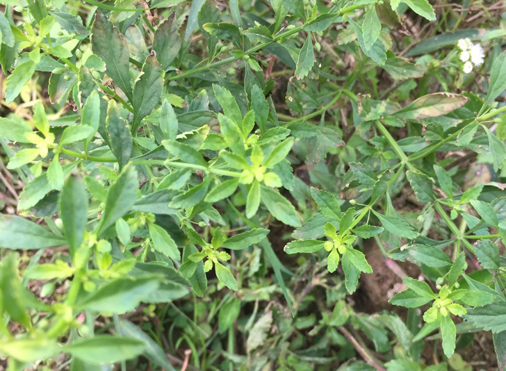 杂草,冰糖,老中医,植物,小儿麻痹