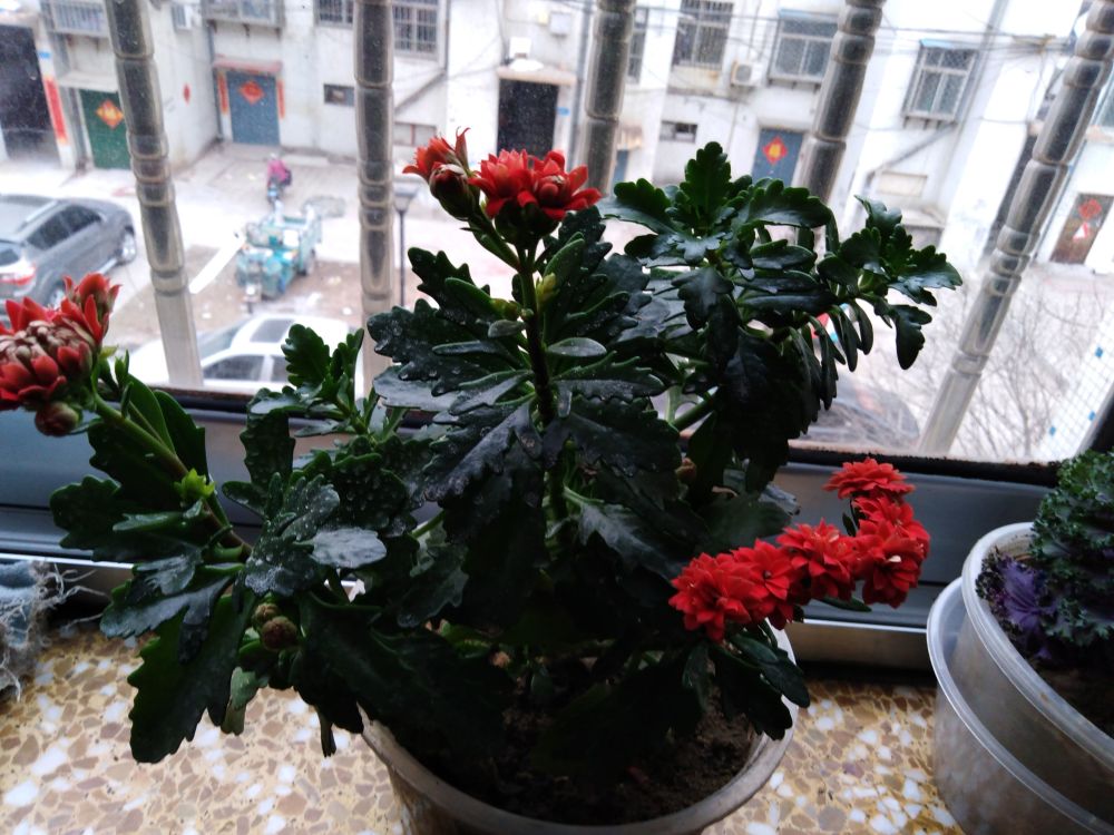 同植于一盆的长寿花为什么会出现花期不一的状况