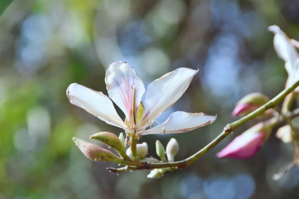 白露花开,又可以吃啦