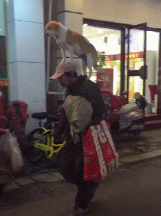 你一生的宠爱,一人一狗一包,走在冷风中和街上的景色形成了鲜明的对比