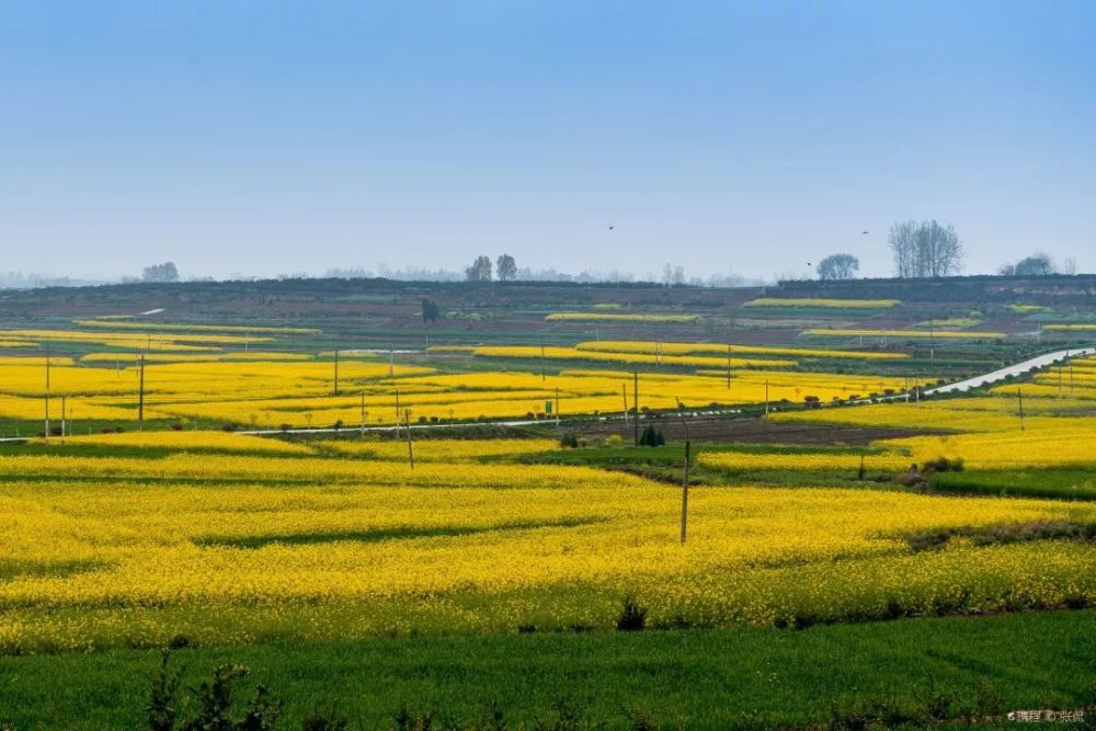 陕西汉中油菜花