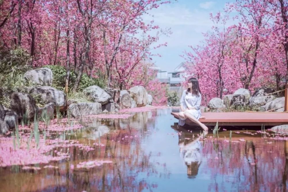 大理山水间的春樱花