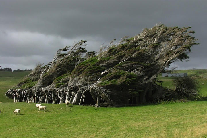 世界上最顽强的树,被狂风吹不倒,如今成该国特殊风景线