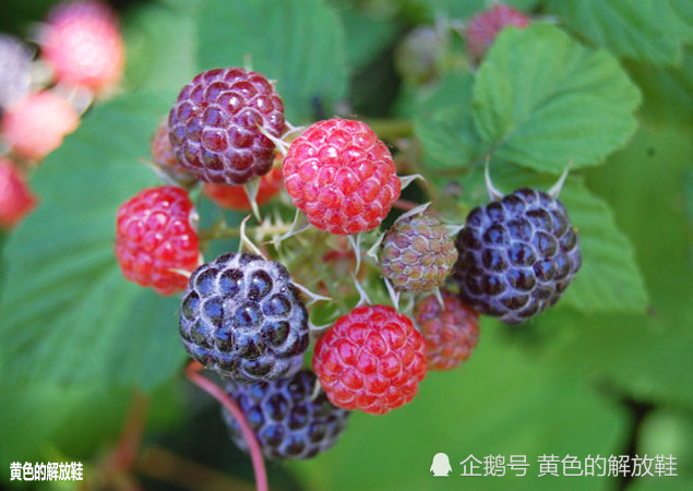 乌泡可是农村孩子的零食,城市里长大的孩子基本没见过这种果实