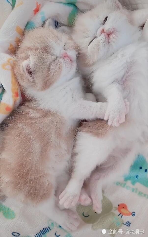 两只奶猫抱一起睡觉,画面萌得让人血槽已空!