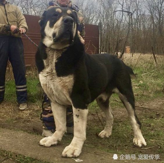 爱尔兰猎狼犬,藏獒,体型,加纳利,獒犬