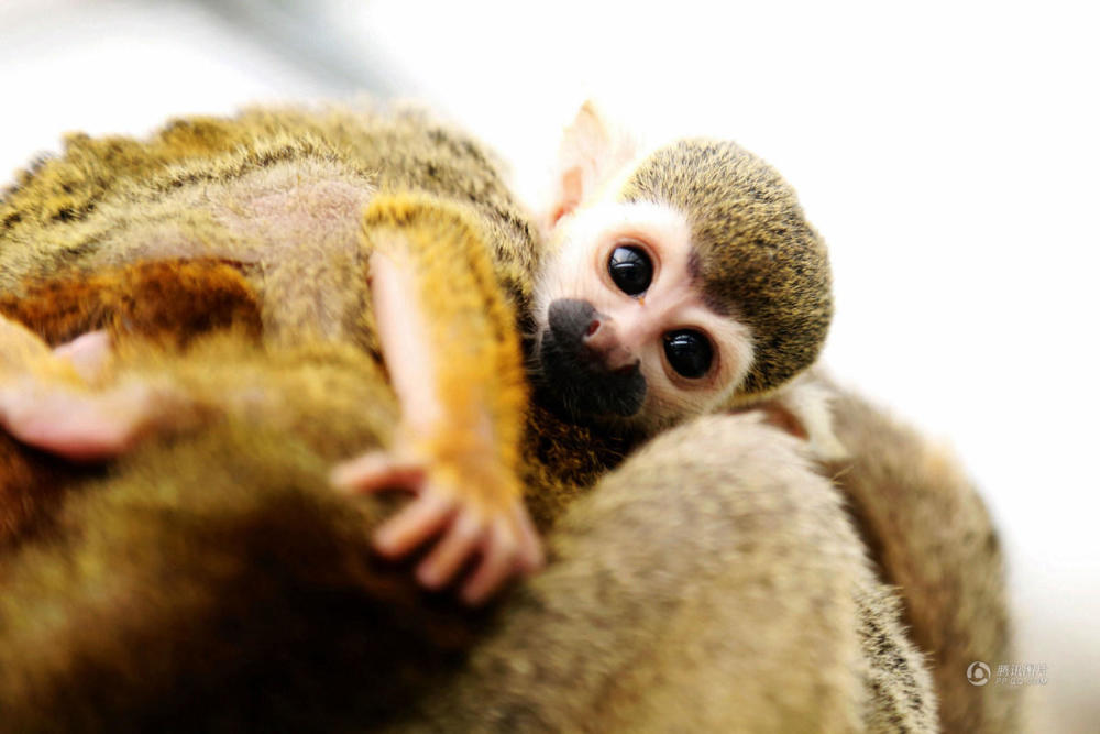 最美猴奶妈育弃婴 画面有爱