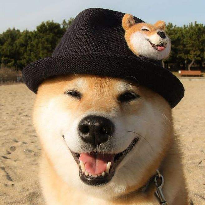 春季柴犬生理期怎么办 如何让狗狗顺利度过 看点快报
