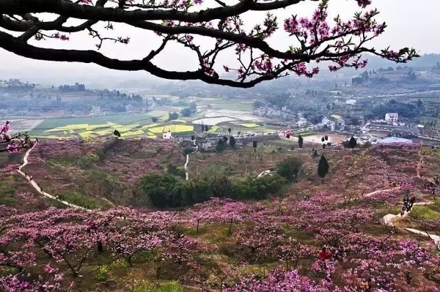 合川,钓鱼城