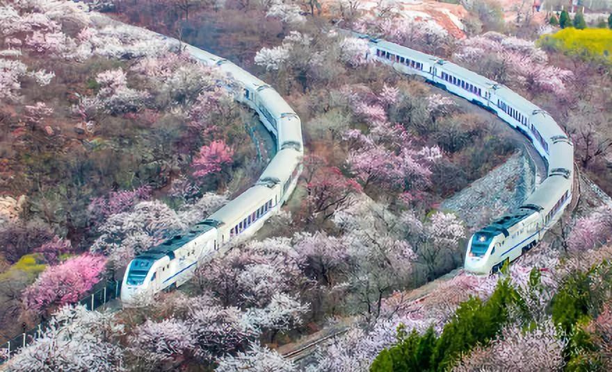 看樱花不一定要去日本,国内七大赏樱地又美又梦幻!