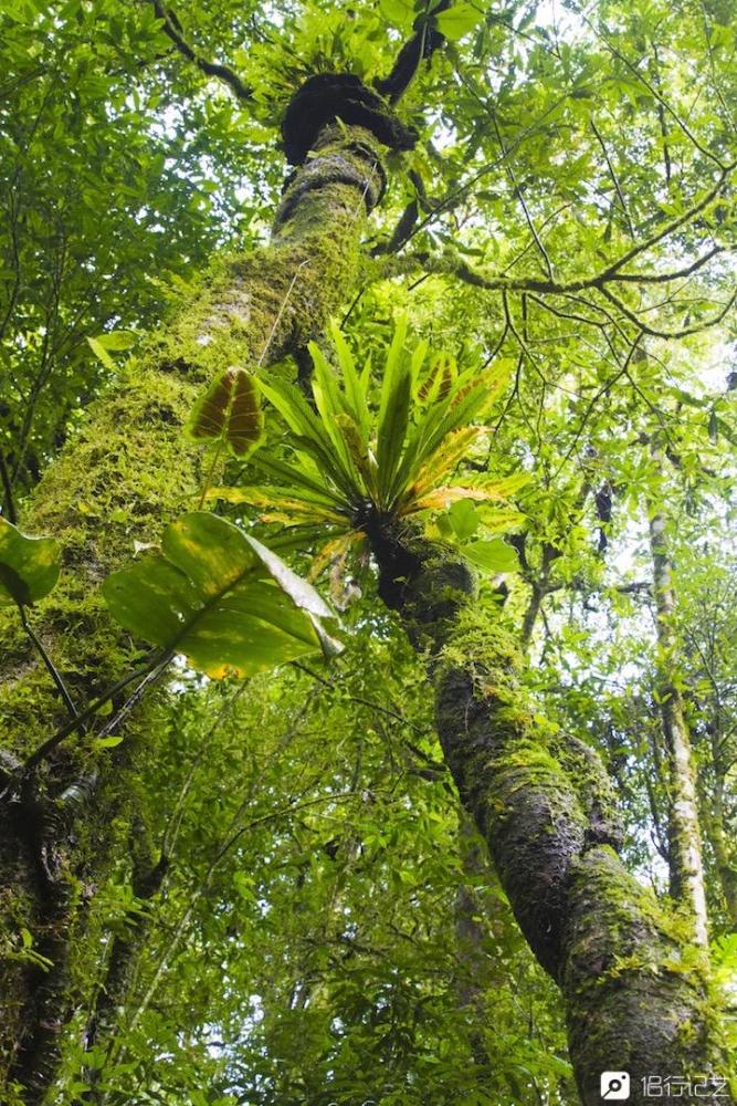 云南深山藏1800年野生茶王树,成全世界茶人心中圣地