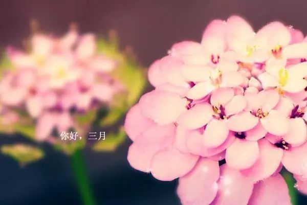二月再见三月你好说说图片 2020迎接三月正能量一句话