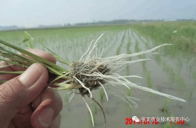 高产高效有绝招 水稻根好苗就好