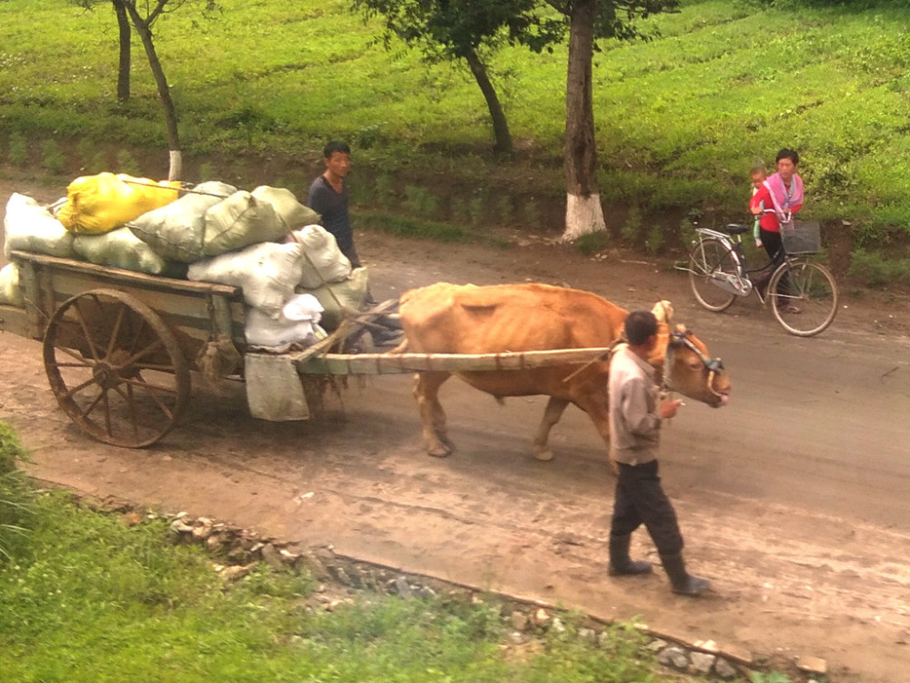 图为朝鲜农村地区的道路上,朝鲜农民用牛车拉着货物.