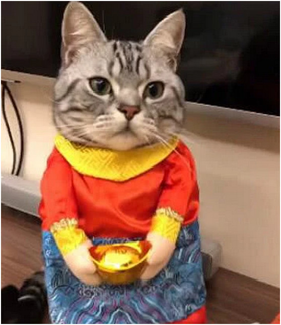 主人给家里的猫咪发压岁钱,猫咪表情笑翻主人,网友:招财猫!