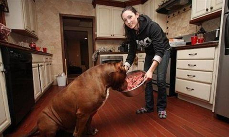 美女家的比特犬重一百斤,每天以生牛肉为食,其作用引网友热议