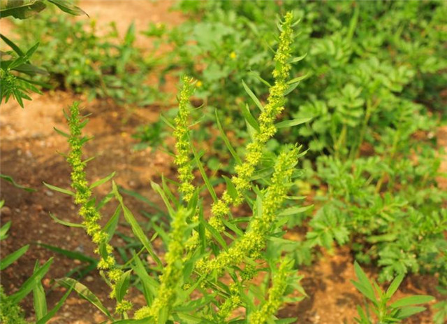 这个农村植物,在田间则为害草,根部却珍贵,30元1斤