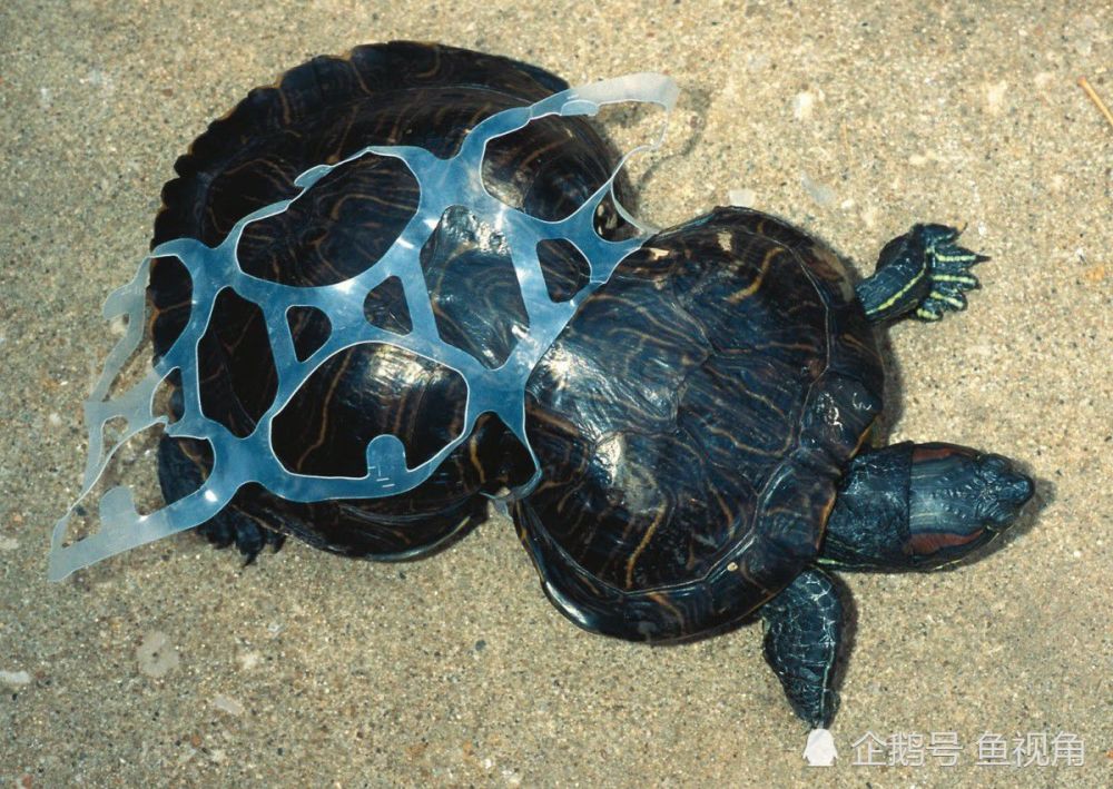 塑料垃圾无处不在,连地球最深的海沟生物也100%受污染