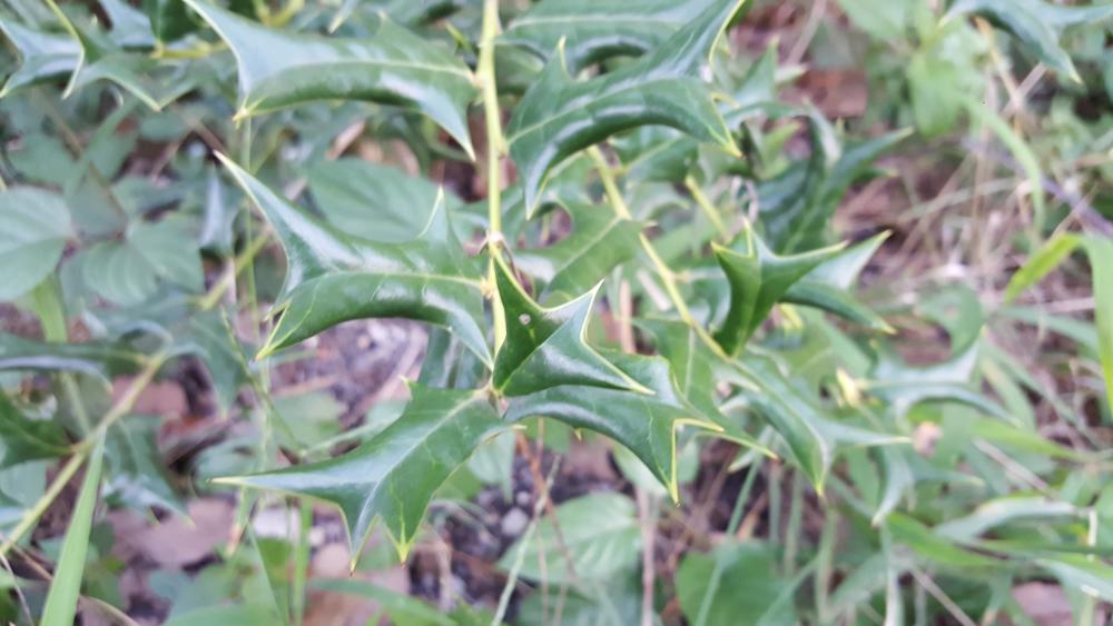 骨刺,叶子,植物,枸骨,果实