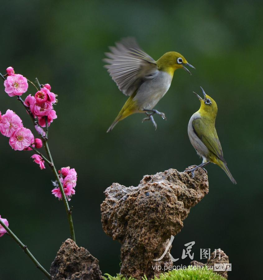 2019年2月28日,早春时节,在江苏南京中山植物园里,绣眼鸟在梅花旁嬉戏