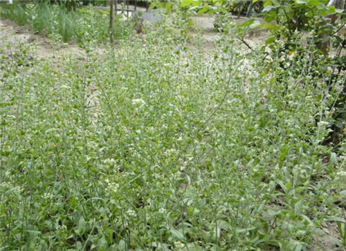 农村长在田边的一野菜,人称"地菜",花能入药,草能做菜